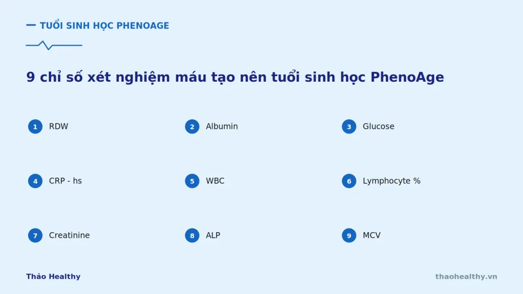 tuoi sinh hoc phenoage 1 1
